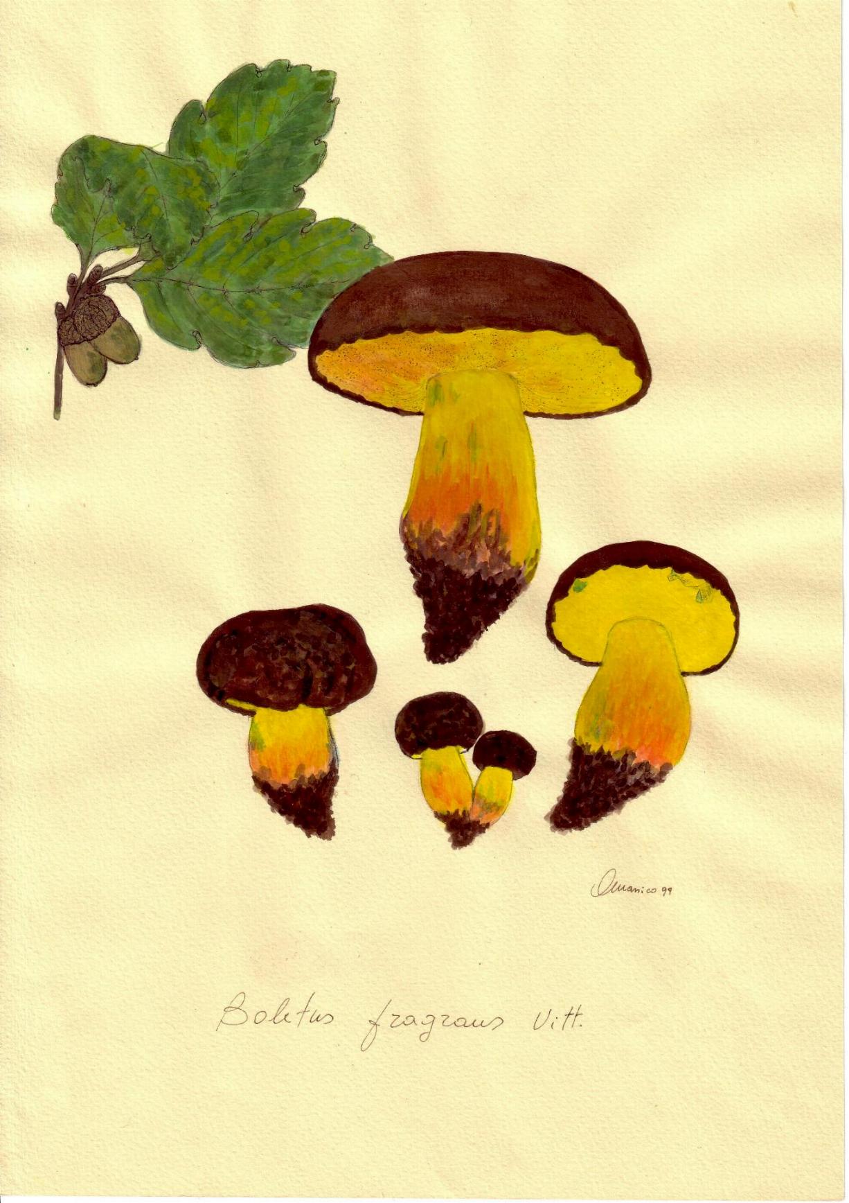 Boletus fragrans Vittadini